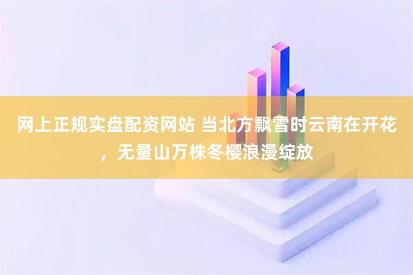 网上正规实盘配资网站 当北方飘雪时云南在开花，无量山万株冬樱浪漫绽放